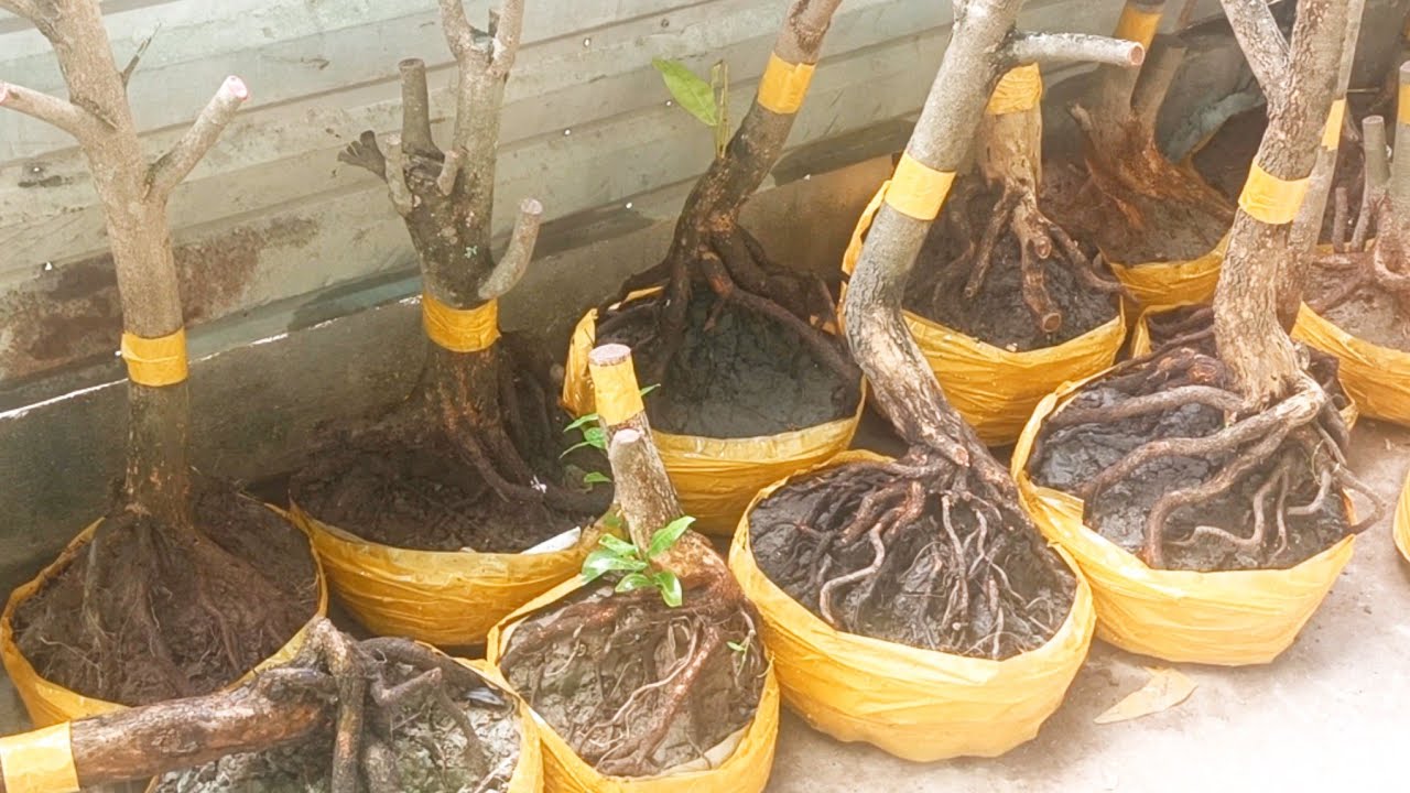 ☎️0938700985 Phôi Mai Tứ Quý Dáng Bon Sai Đẹp Ngày 16/3 Giao Lưu Giá Yêu Thương 
