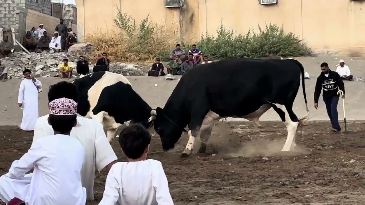 عشقين - مشهور