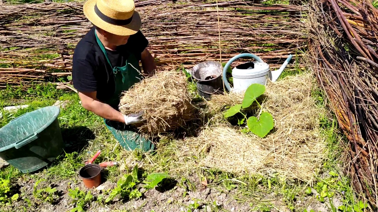 Comment planter  des courges, potirons, et courgettes sur sol vivant ? (engrais verts et paillage)