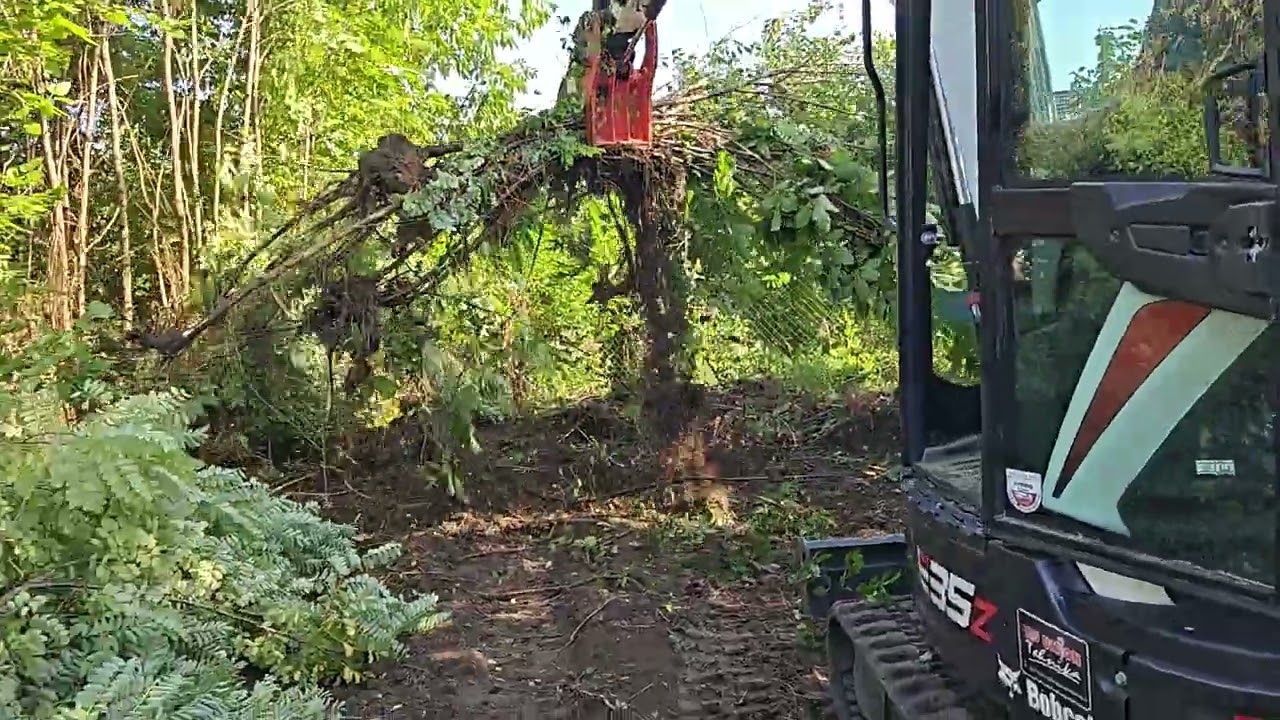 Feeding the Bobcat