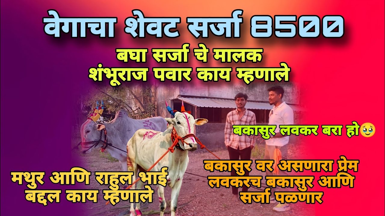 उसाटने मैदानात वेगाचा शेवट सर्जा बिनजोड च्या गुलाळाचा मानकरी बघा संपूर्ण मुलाखत#bakasur #viral#reel 