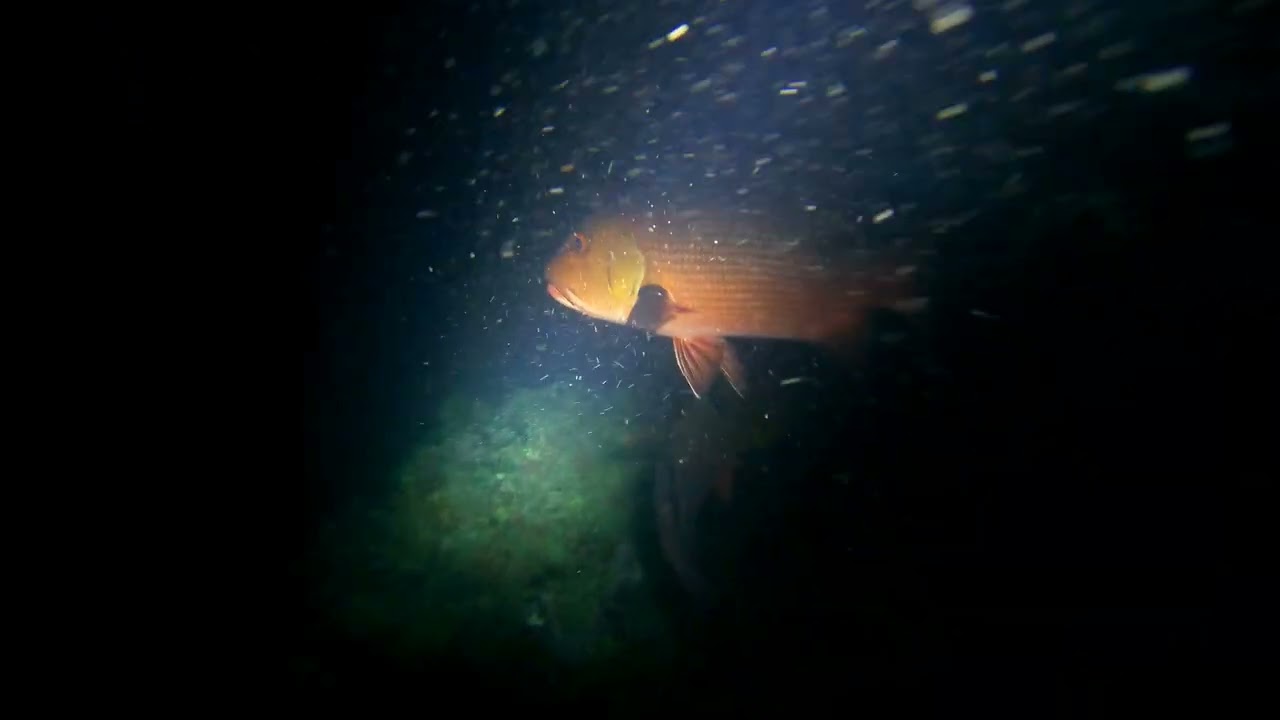 12.01.2026 - Around The Bends - NightDive