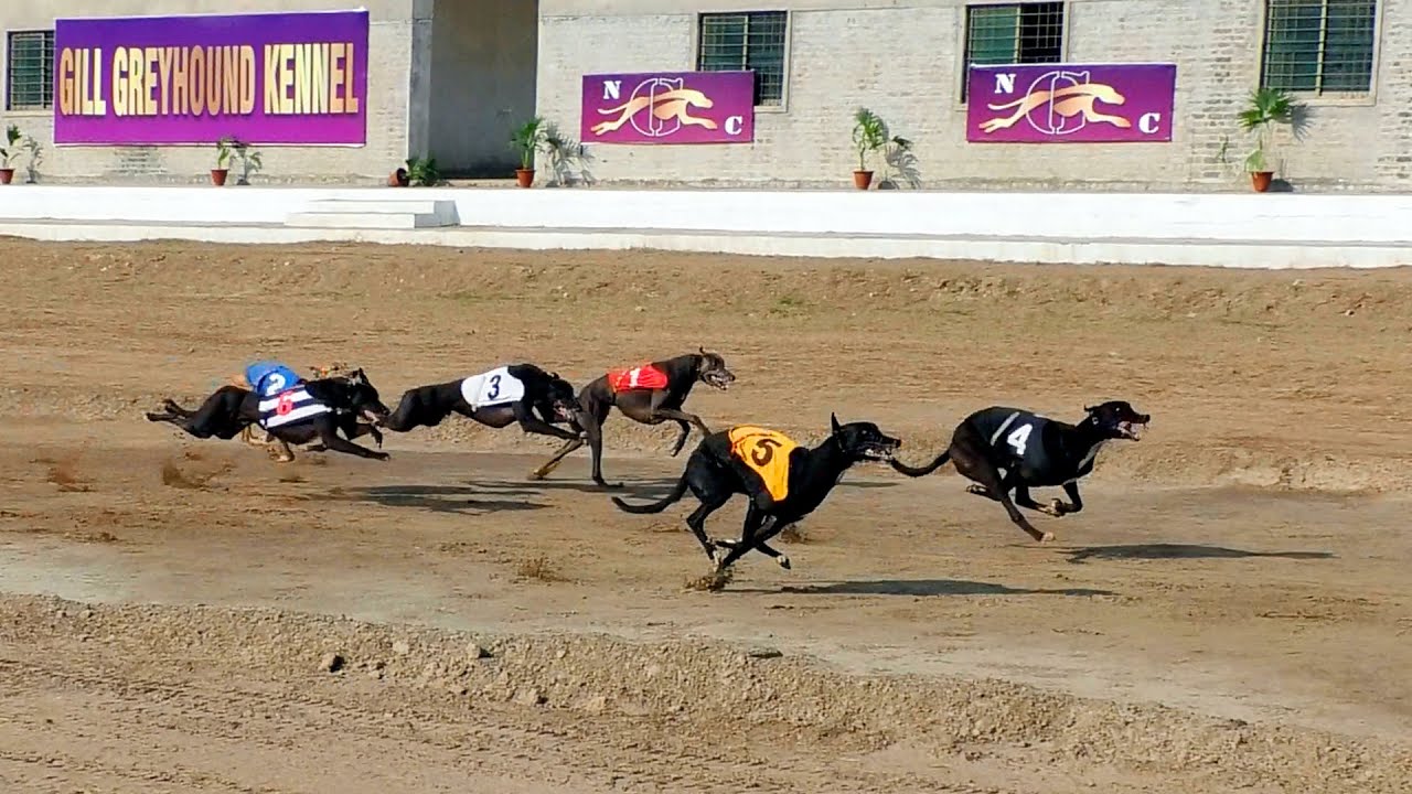 National Greyhound Derby Champion 56th | Dog Videos  