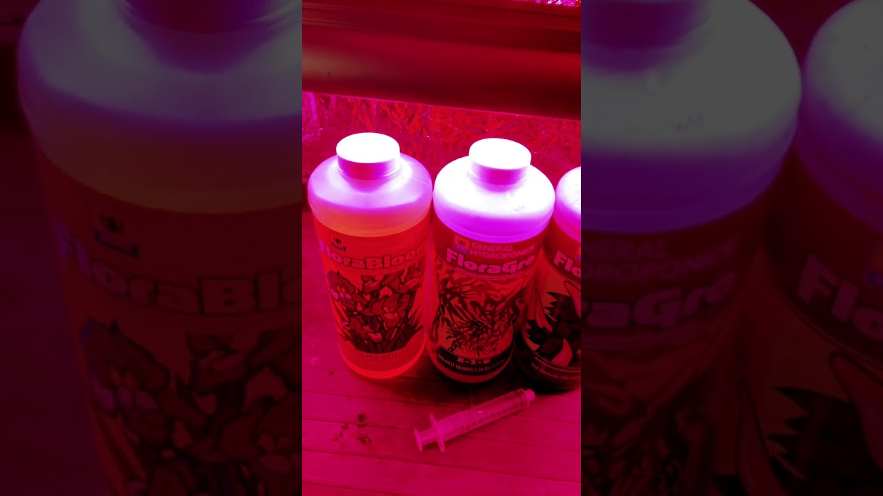 Nutrients For growing hydroponic lettuce.￼