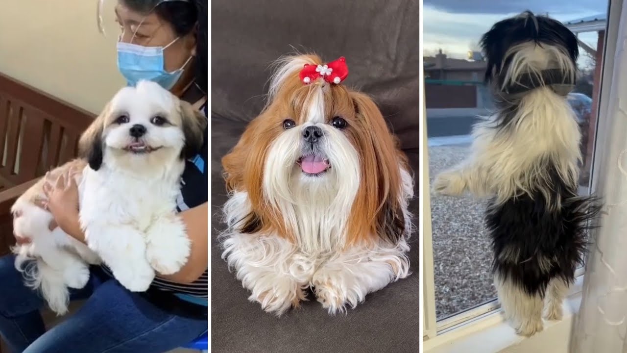 Os SHIHTZUS mais FOFOS e DIVERTIDOS do TikTok - Confira! | Animais Fofos