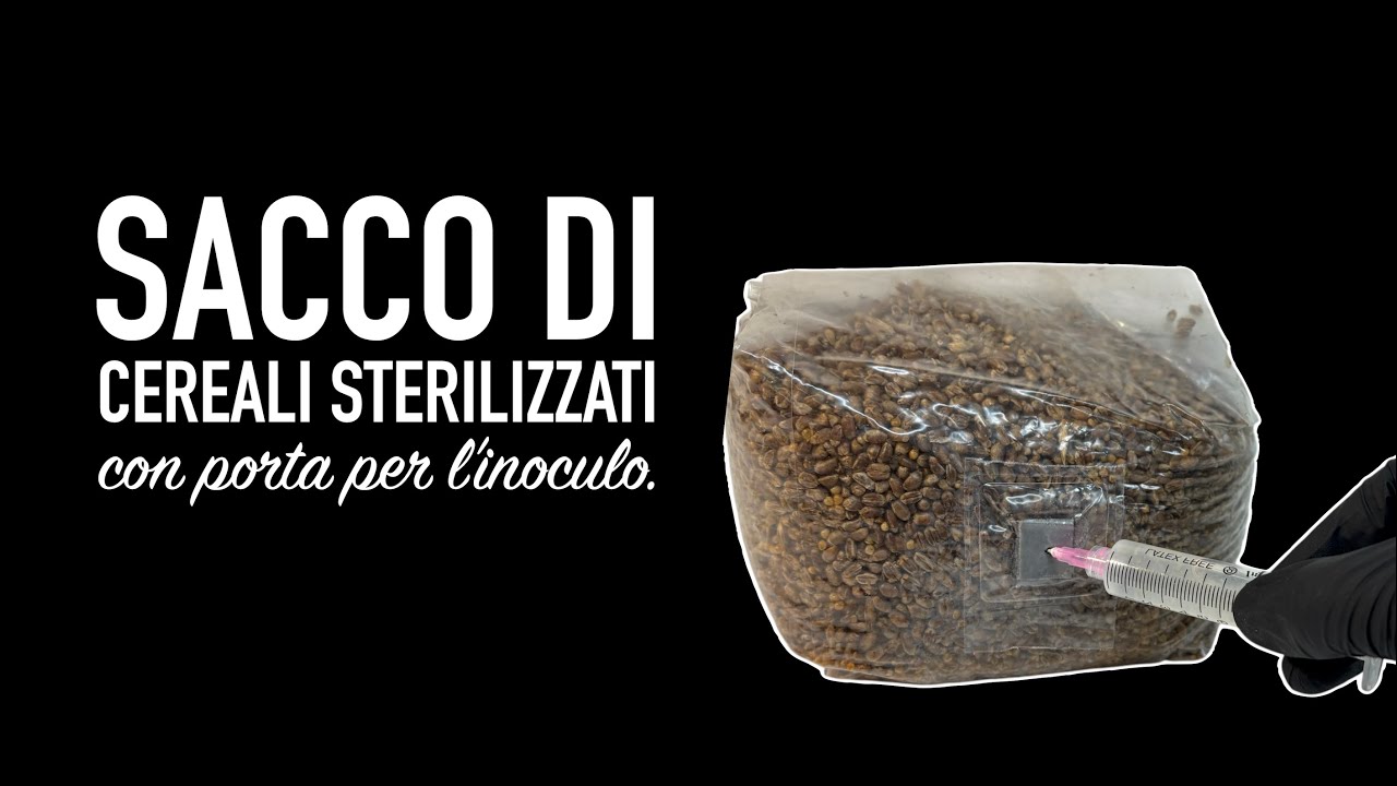 Sacco di cereali sterilizzati con porta per l'inoculo