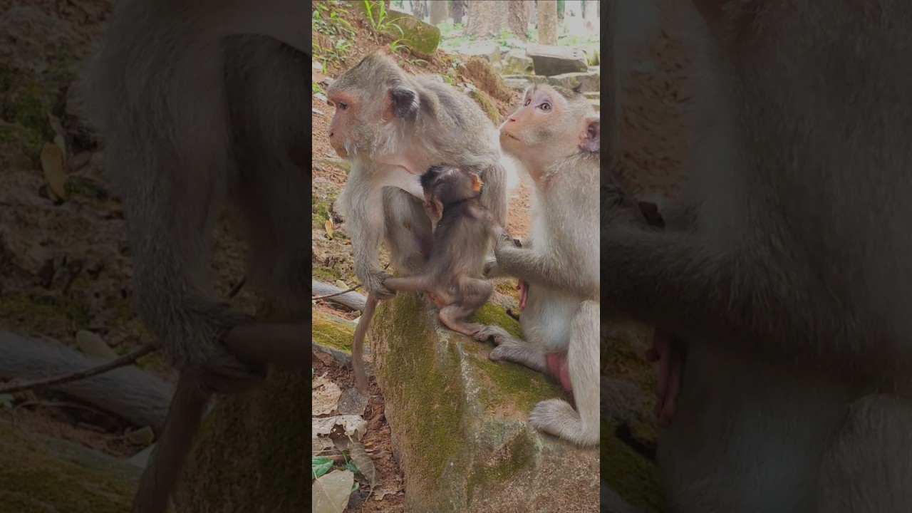 The Monkey's Life at Taproom temple, they're so happy independent life #monkey #babymonkey #monkeys