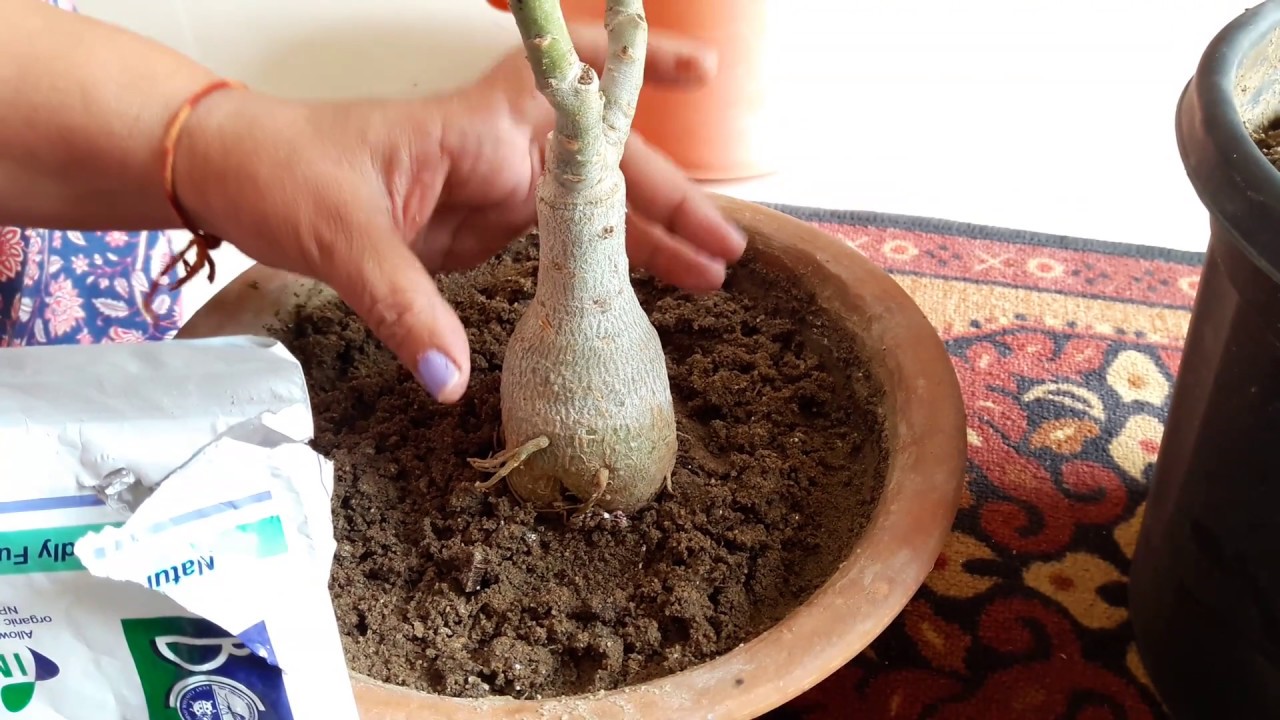 Best Bio Fungicide - Trichoderma || Fun Gardening