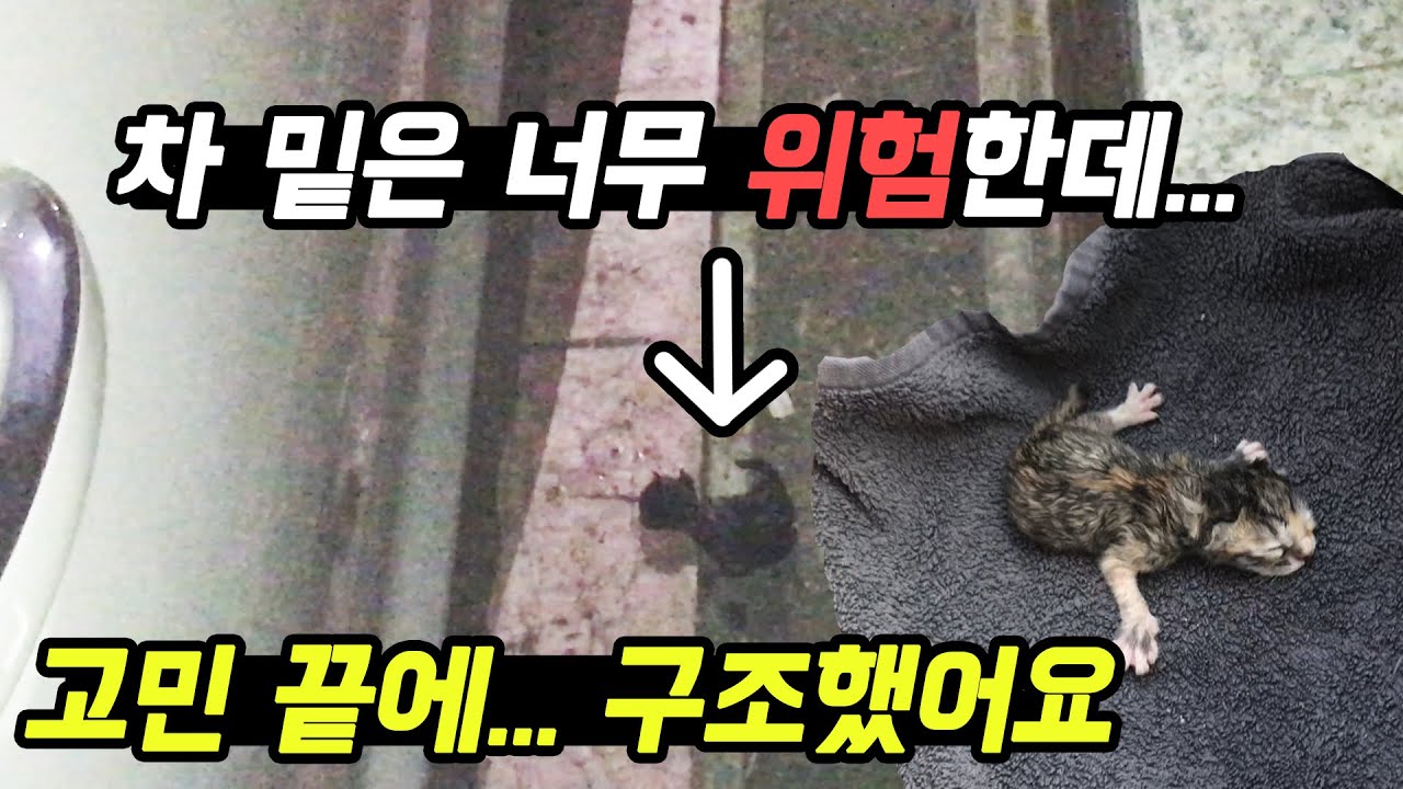 갓 태어난 길냥이 구조? 냥줍? 간택당했습니다 어미가 두고 갔어요...190928