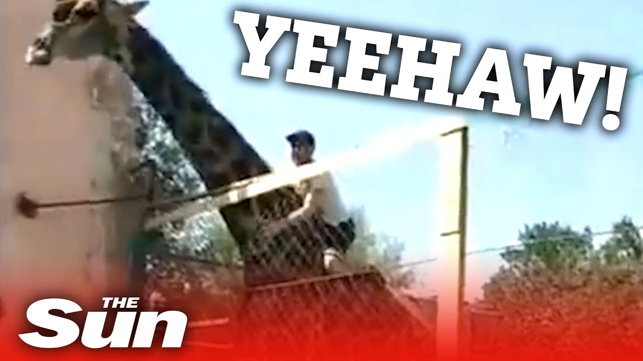 Drunk man rides giraffe at a zoo