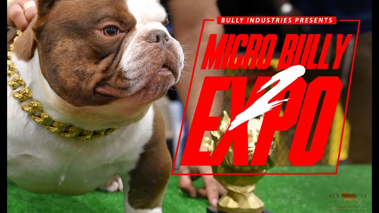 Micro Bully Expo 2
