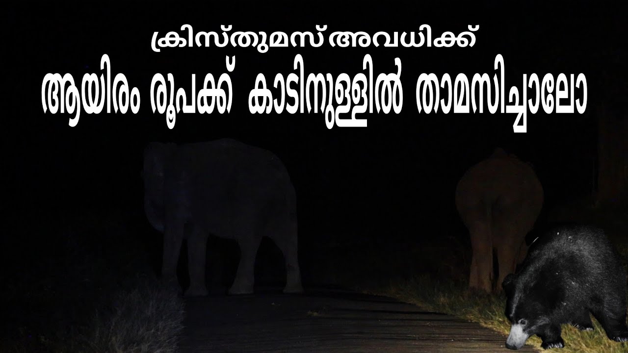 Christmas vacation കുറഞ്ഞ ചിലവിൽ കാടിനുള്ളിൽ താമസിക്കാം | Parambikkulam tiger reserve stay