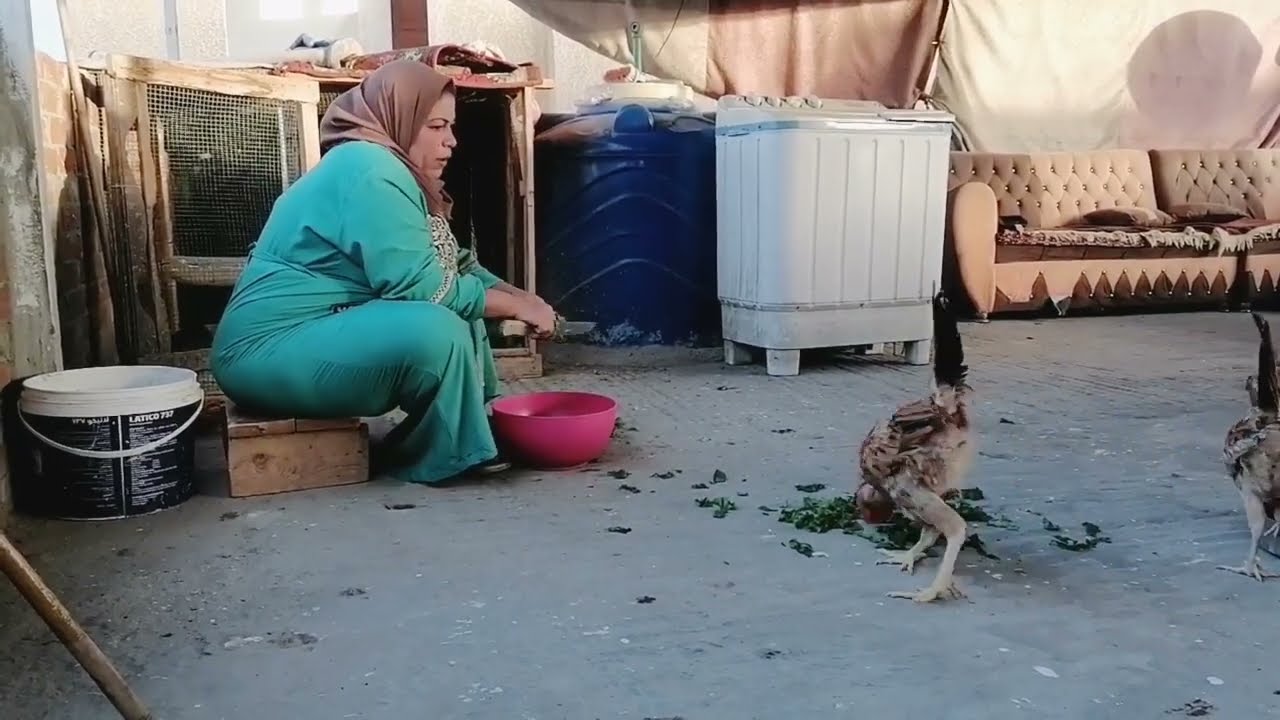 جوله مع الطيور على السطح طريقة تربية الفراخ البلدي الصح 🐓