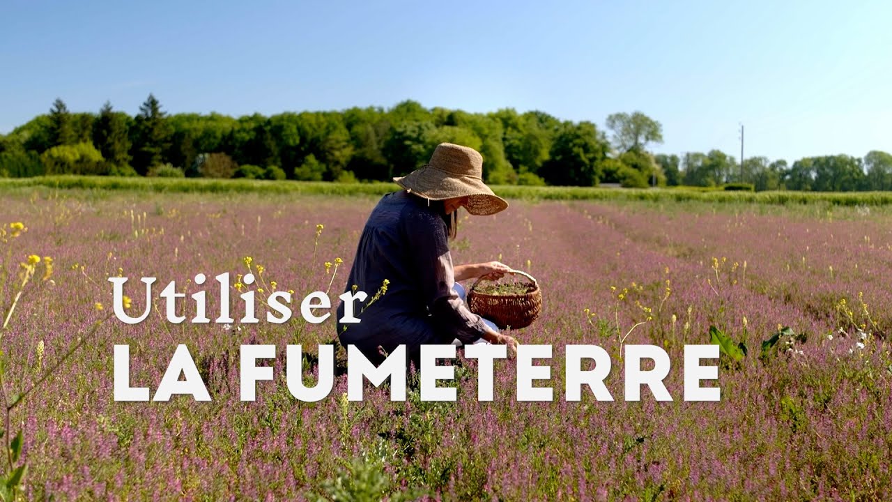 Utiliser & Pr&eacute;parer la Fumeterre : conseils