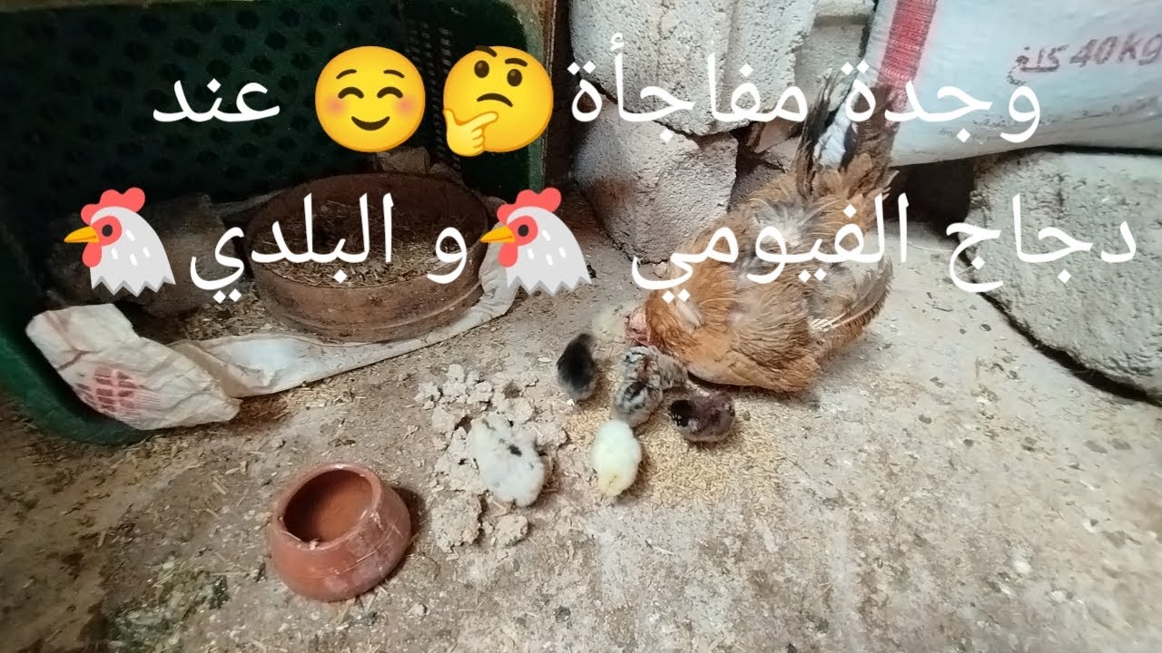 وجدة مفاجأة🤔☺️ عند دجاج الفيومي 🐔و البلدي🐔