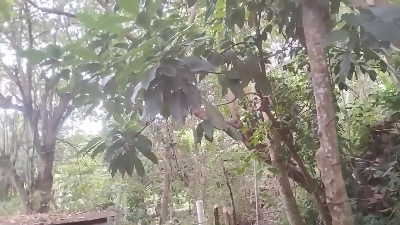 podando árboles de esta manera aquí en la H