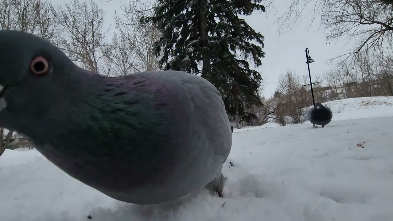 🐿️🐦❄️