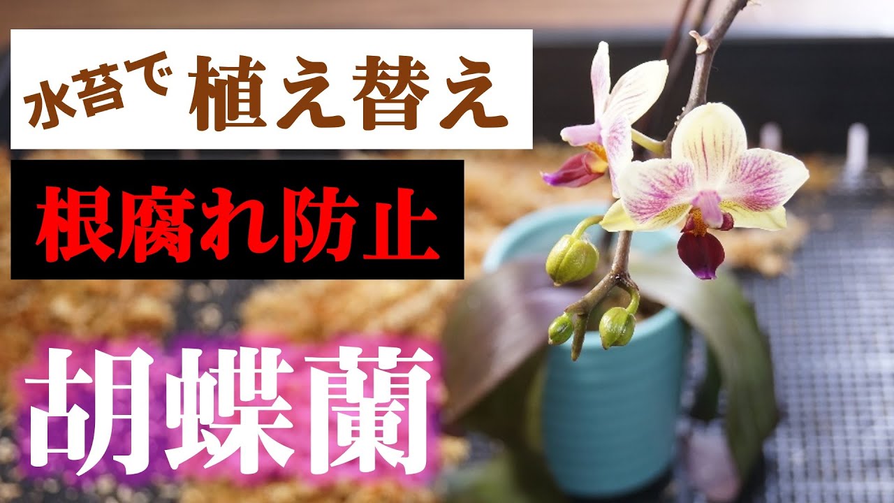 【根腐れ知らず！】胡蝶蘭の植え替え方法&水苔を使った裏技【観葉植物レスキュー】【洋蘭の育て方】