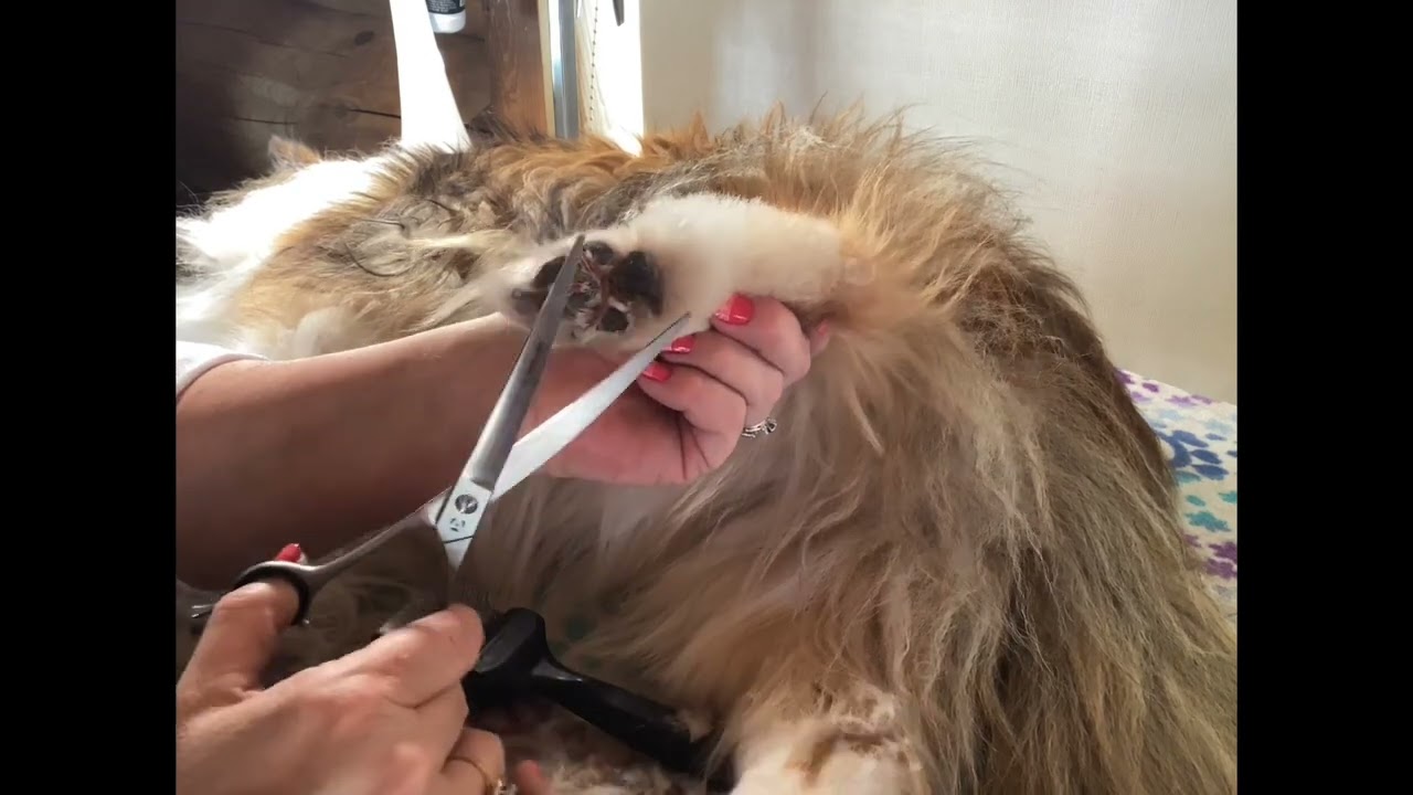 Grooming Shelties: Back feet 2022