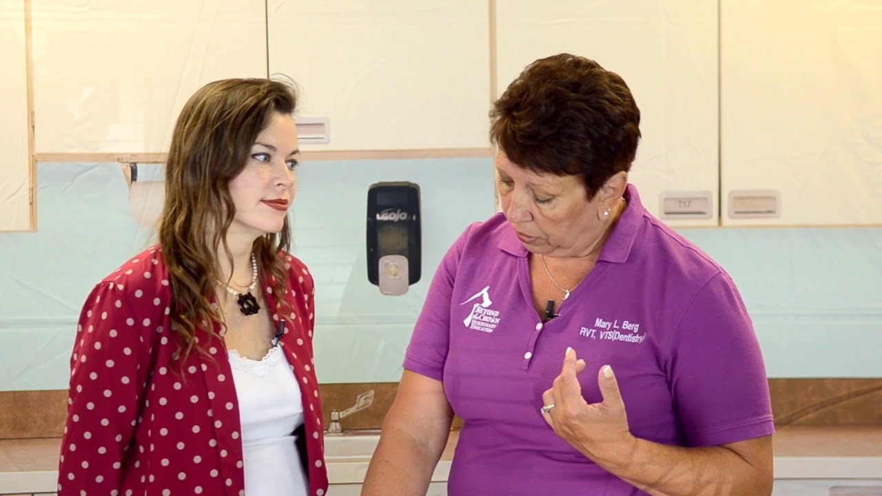 That'll be how much?!!! Pro tips to present a veterinary dental treatment plan