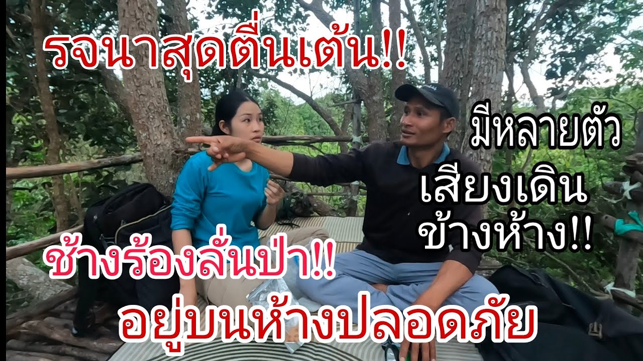 สุดตื่นเต้น‼️นอนห้างต้นพอกกับรอจนา เจอช้างร้องทักทายลั่นป่า🦣😲ตกดึกโชคดีเจอเก้งออกมาโชว์ตัว🦌25/08/67