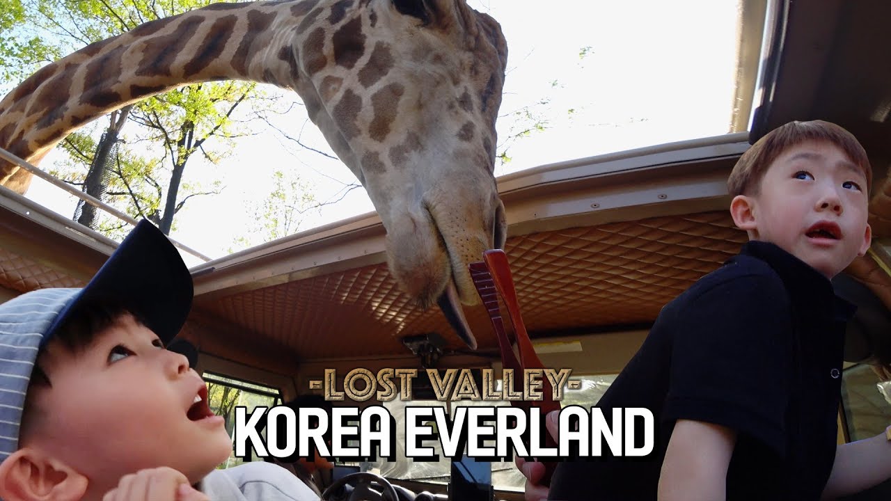 KOREA EVERLAND SAFARI DAY! | LOST VALLEY SAFARI ADVENTURE 에버랜드 로스트밸리 스페셜투어 귀린이의 등장!
