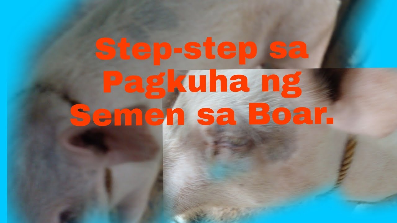 Paano ang Pagkuha ng semelya sa barako?.#animals#agriculture#pongsetras #organic #piglets