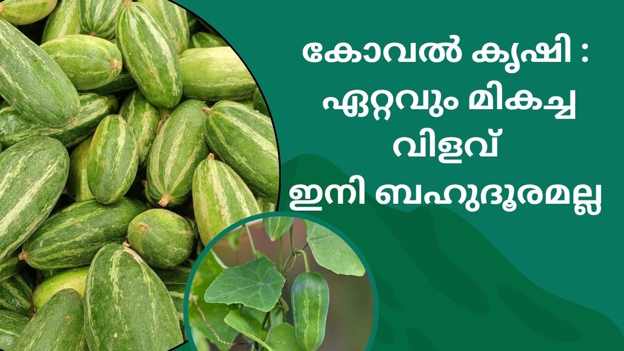 കോവൽ കൃഷി : ഏറ്റവും മികച്ച വിളവ് ഇനി ബഹുദൂരമല്ല #agriculture #kuttanad #alappuzha #farming #banana 