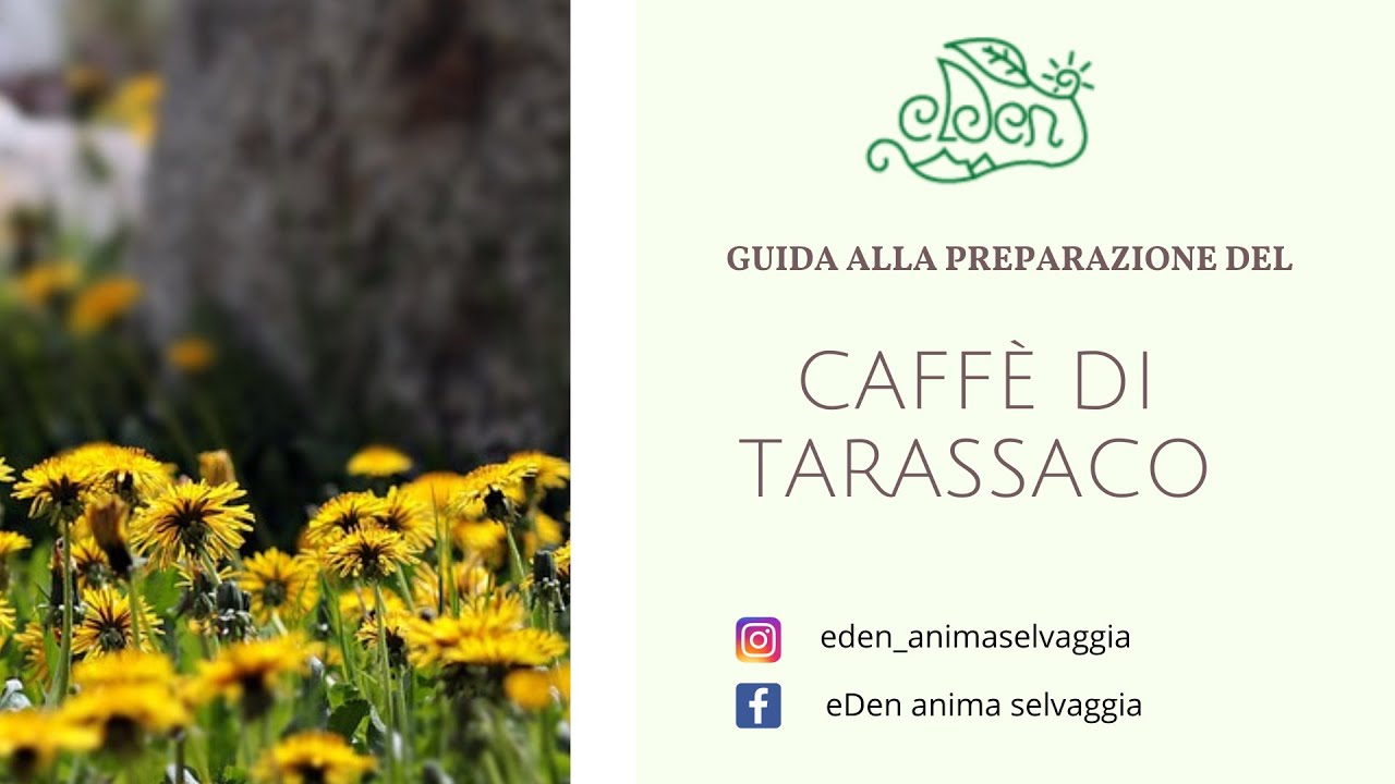 Caffè di Tarassaco