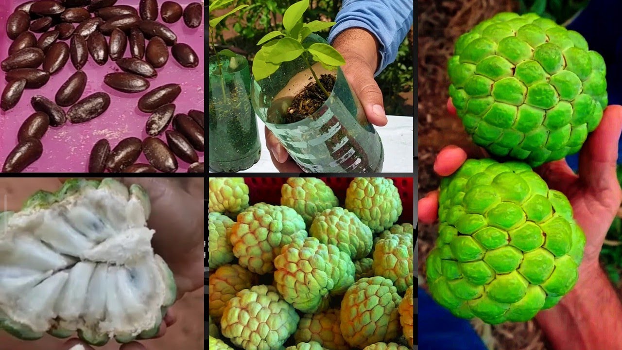 Como GERMINAR Todas as SEMENTES de PINHA | Fruta do CONDE
