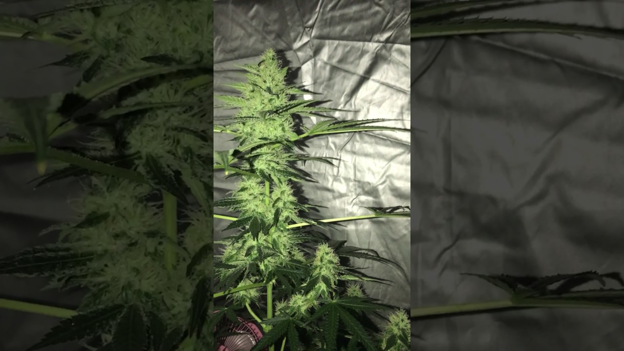 Marijuana indoor kritikal bilbo 34 days In Flush