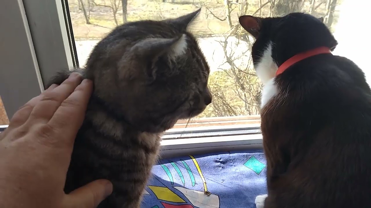 Cat Lisa Loves Cat Barsik Very Much