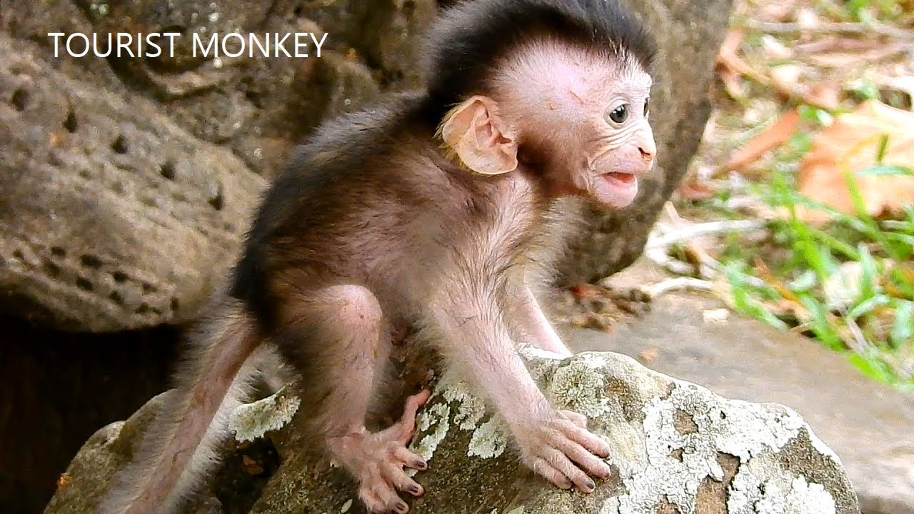 Very pity abandon newborn monkey, Abandon baby meet real mum after she leave baby alone