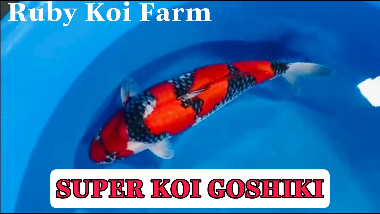 Koi Goshiki super quality.