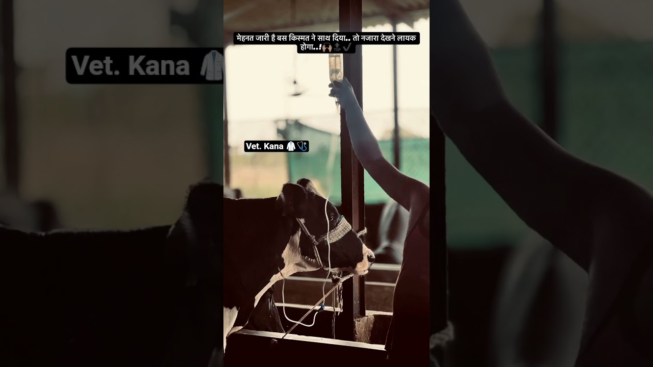 "Vet work is love made visible." 