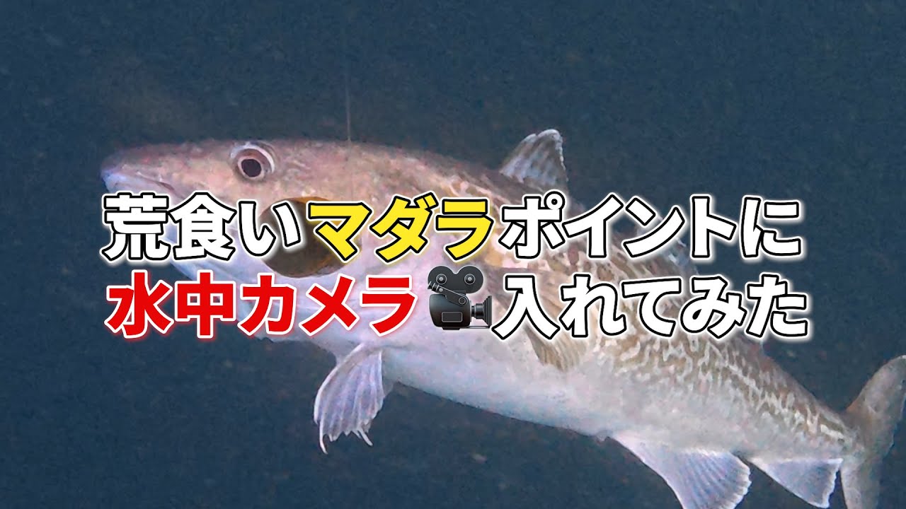 【水中映像】マダラポイントにカメラ投入｜タラが釣れた“決定的瞬間”を捉えた