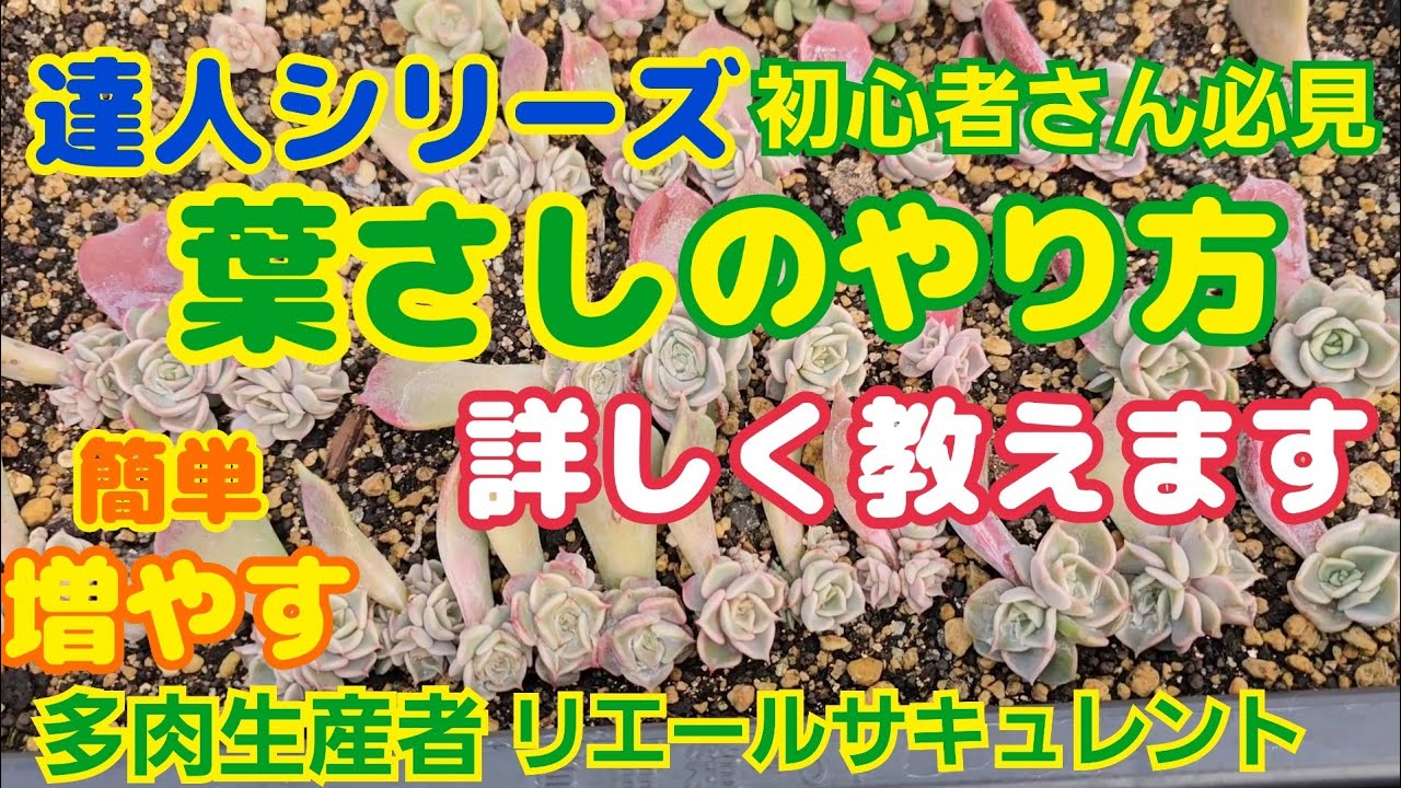 【多肉植物】【葉さし】【達人シリーズ】初心者🔰さん必見‼️葉さしのやり方詳しく教えます🎵簡単に増やす2026年1月26日