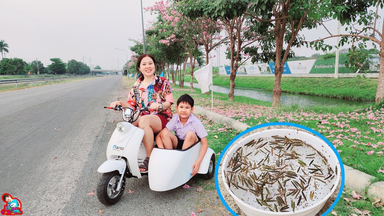 ขี่รถสกู๊ตเตอร์ไฟฟ้าพ่วง Nanobike ไปดูต้นชมพูพันธุ์ทิพย์ เล่นต้นป็อปแป๊ก