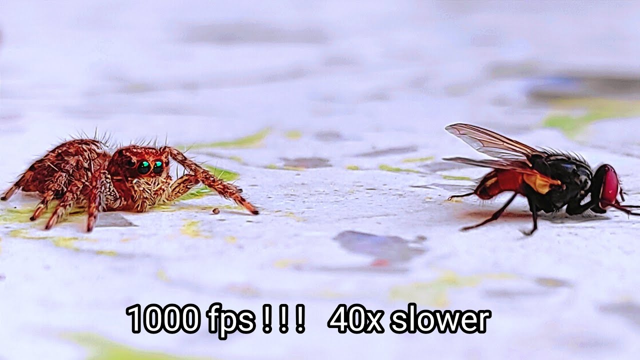 Jumping Spider vs. Fly: Epic Slow-Motion Showdown ||Jumping spider catching fly