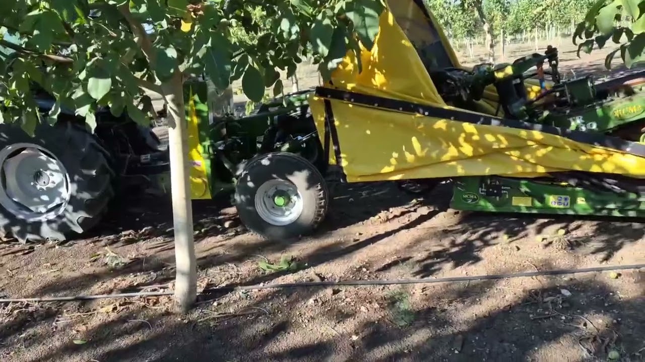 Sicma TR 80 harvesting walnuts
