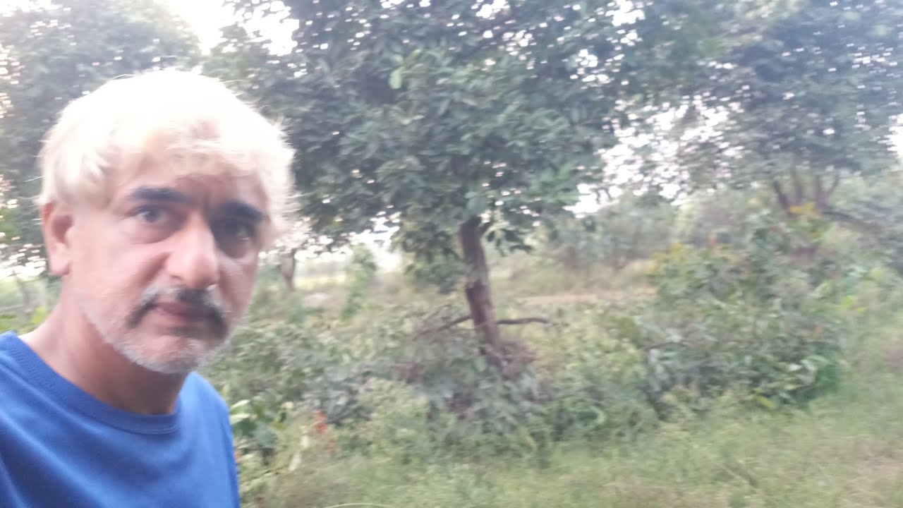 Pruning of Jamun Trees - Engineer Ka Bagh #gardening