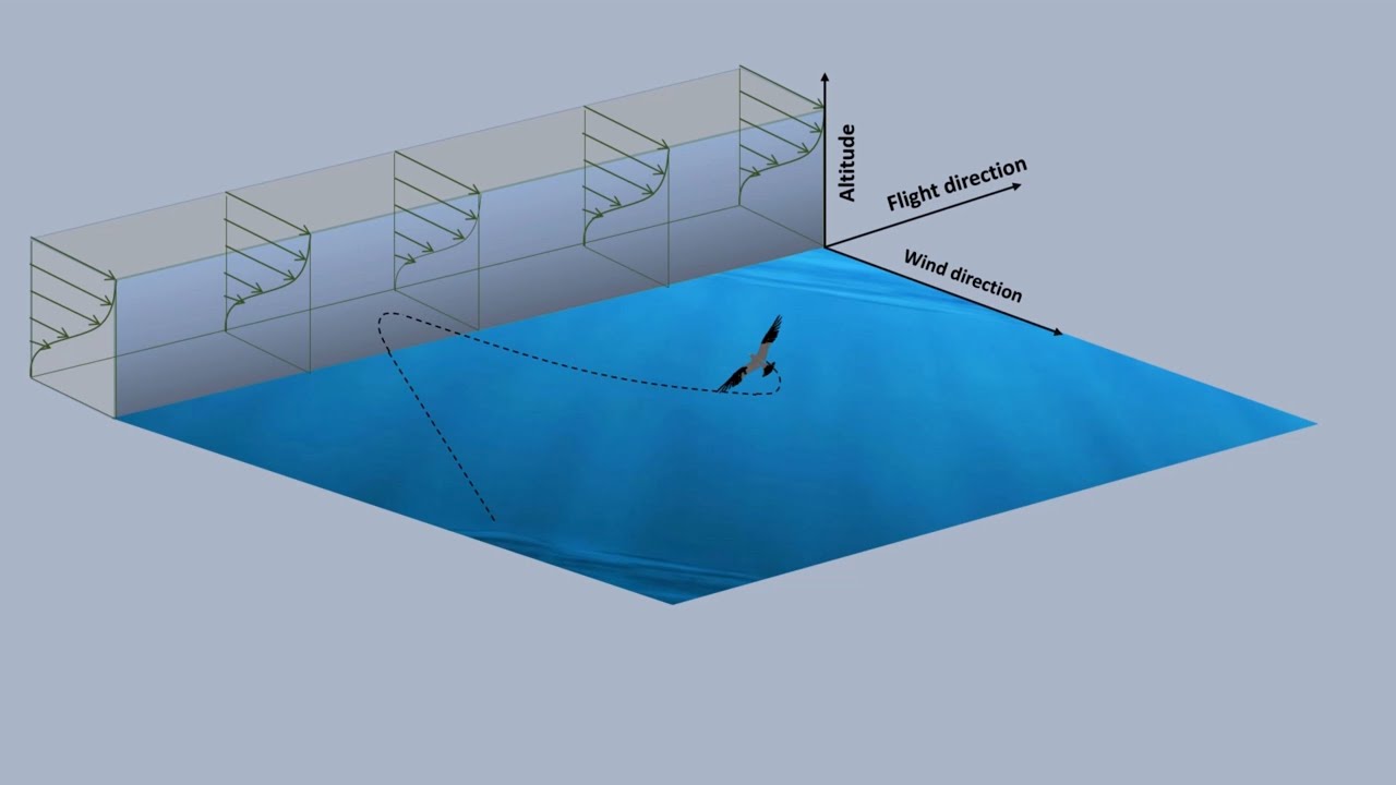 Is Dynamic Soaring by Albatross an Extremum Seeking System Manifestation in Nature?