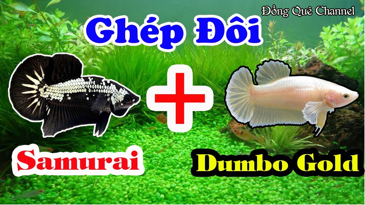 Thử Ghép Đẻ Cá Betta SAMURAI Và DUMBO GOLD -  Cập Nhật Bầy ALIEN Lai FANCY┃Đồng Quê Channel