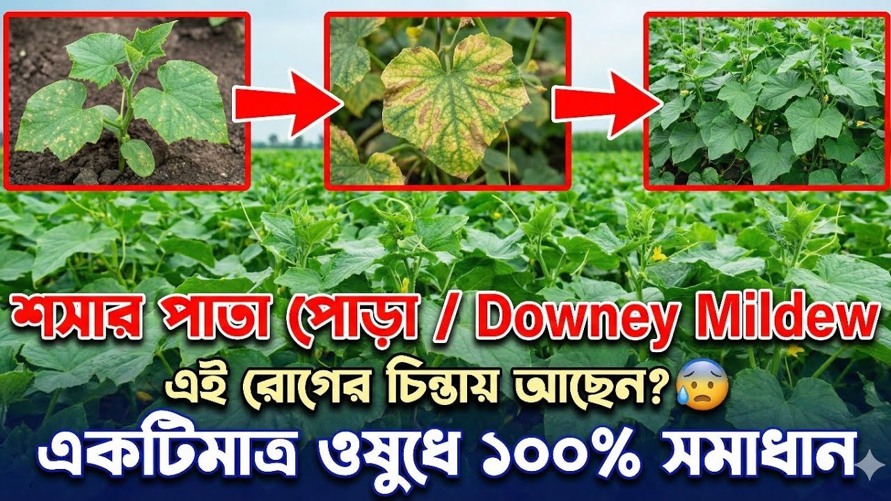 শীতকালীন শসার একটি বড় সমস্যা পাতাপোড়া রোগের ১০০% সমাধান 😱