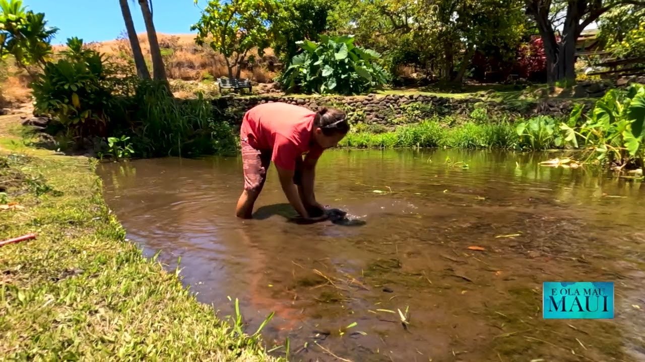 West Maui's Water Woes: Decades-long battle for Lahaina's lifeline amid fire devastation, future