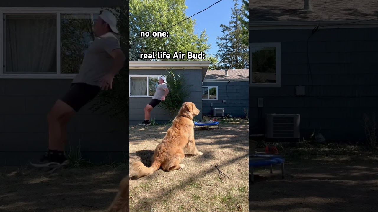 Очаровательная собака пытается спрыгнуть с батута #dogsofyoutube #goldenretriever #funnyanimals