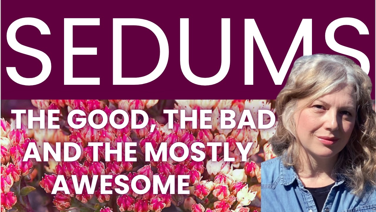 Sedums: The Good, The Bad and The Mostly Awesome