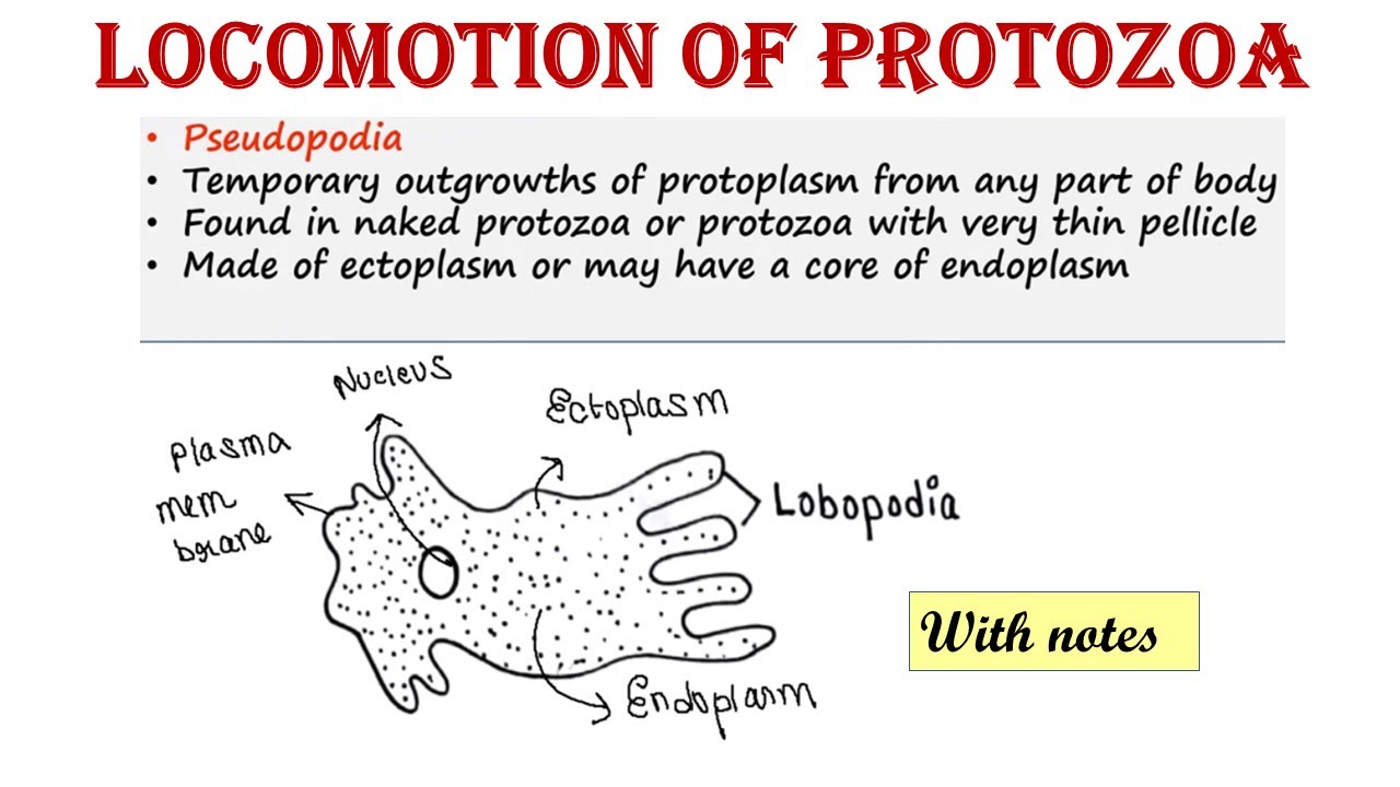 Locomotion of Protozoa