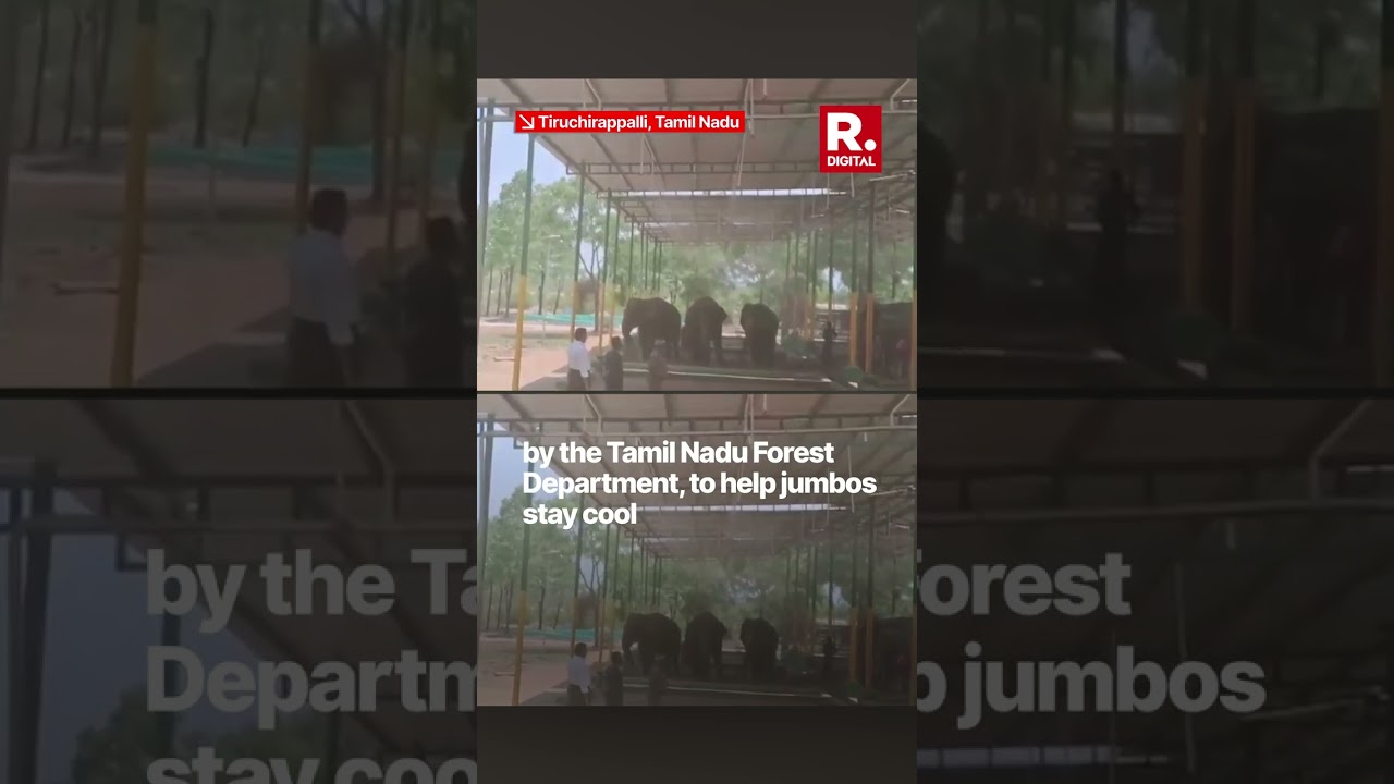 Foggers Installed To Help Elephants Stay Cool In Scorching Heat | Video