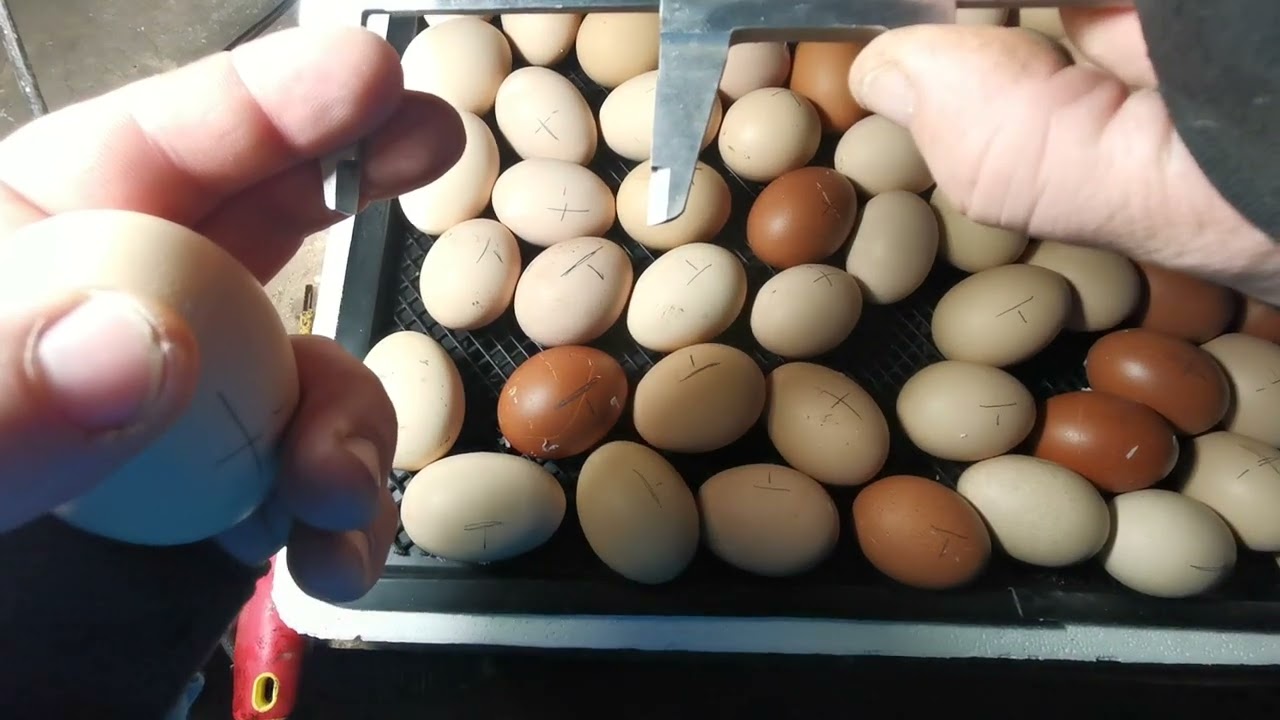Keltetès, csirke keltetès, forgatàs 16.nap Hatching eggs. 16th days
